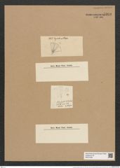 Licmophora dalmatica (Kuetz.) Grun. (de-Toni-Nr.: Genus 86, Species 2959) Zeichnungen Sammlung Grunow Nr. 5999 (NHMW-BOT-W0374490)